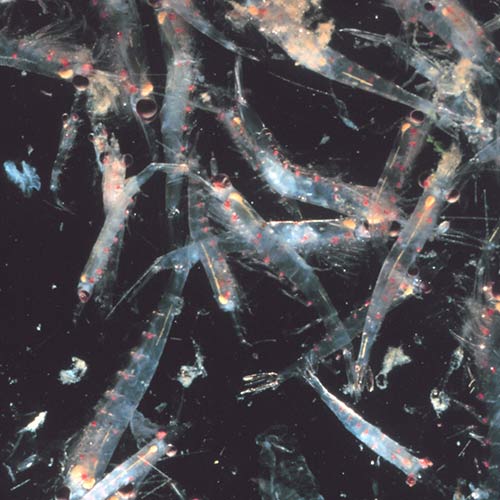 Science answer: KRILL