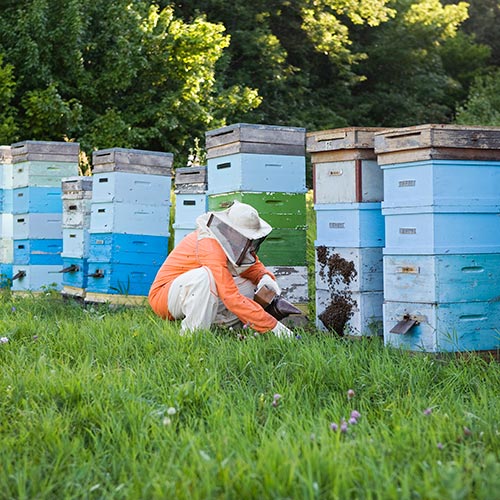Spring answer: BEEHIVES