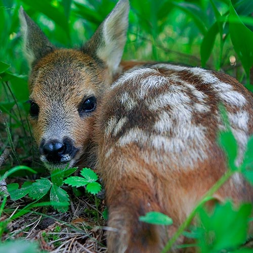 Spring answer: FAWN