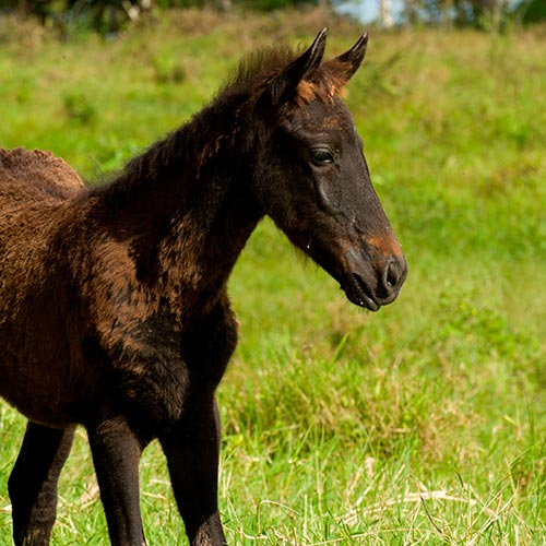 Spring answer: FOAL