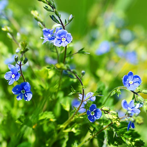 Spring answer: FORGET-ME-NOT