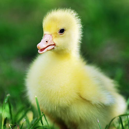 Spring answer: DUCKLING