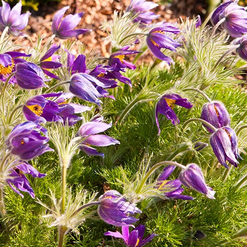 Spring answer: PASQUE FLOWER