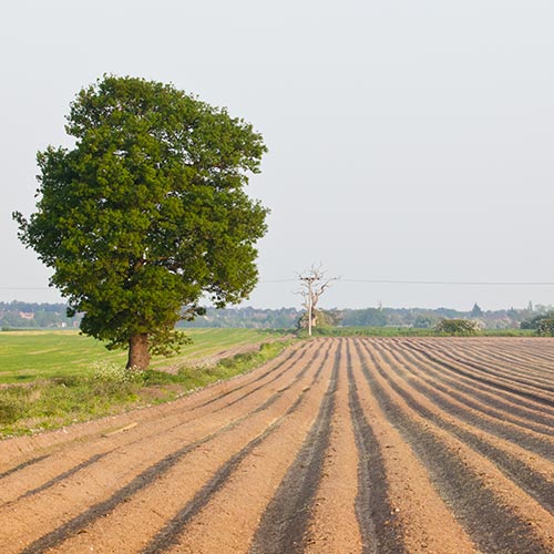 Spring answer: PLOUGHED