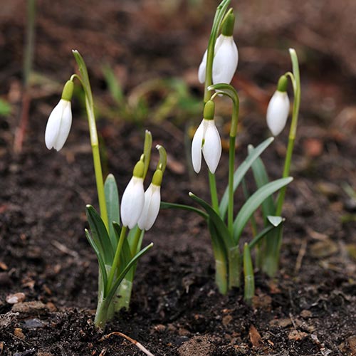 Spring answer: SNOWDROPS