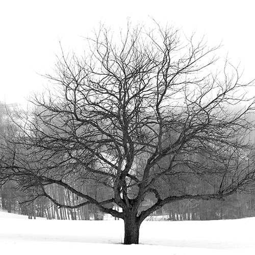 Winter answer: LEAFLESS