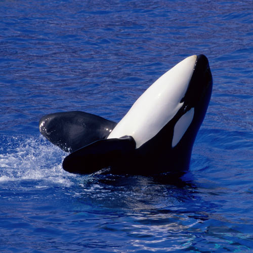 Animal Planet answer: ORCA