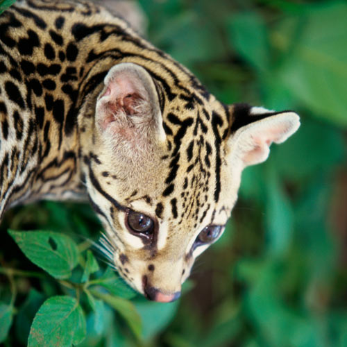 Animal Planet answer: OCELOTE