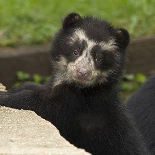 Baby Animals answer: SPECTACLED BEAR