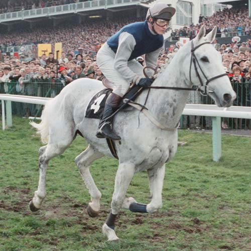Deportistas answer: DESERT ORCHID