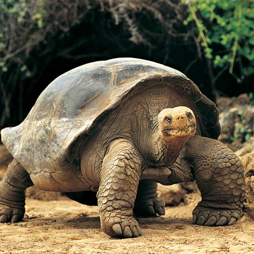 Animal Planet answer: TORTUE GÃ‰ANTE