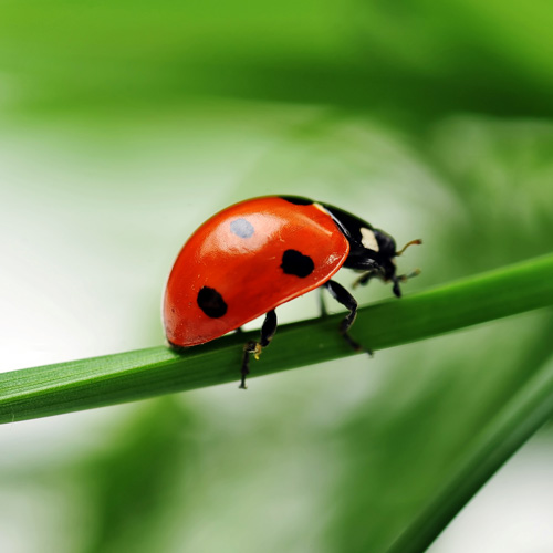 Animal Planet answer: COCCINELLE