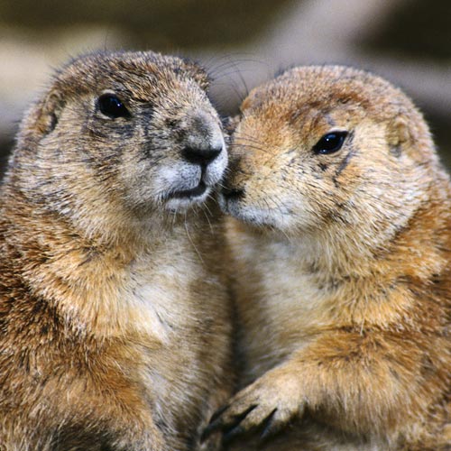 Animal Planet answer: MARMOTTE