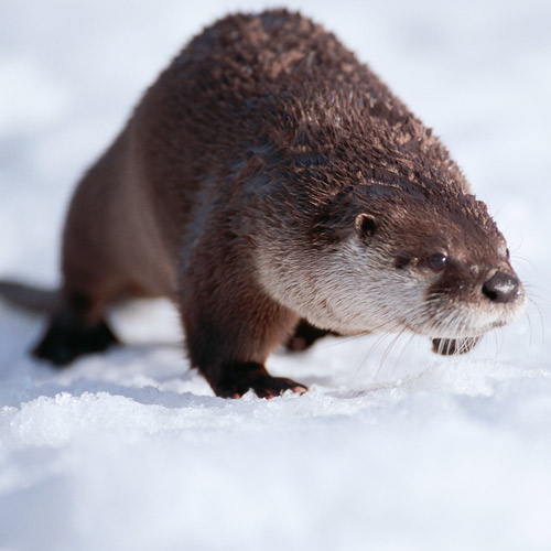 Animal Planet answer: LOUTRE