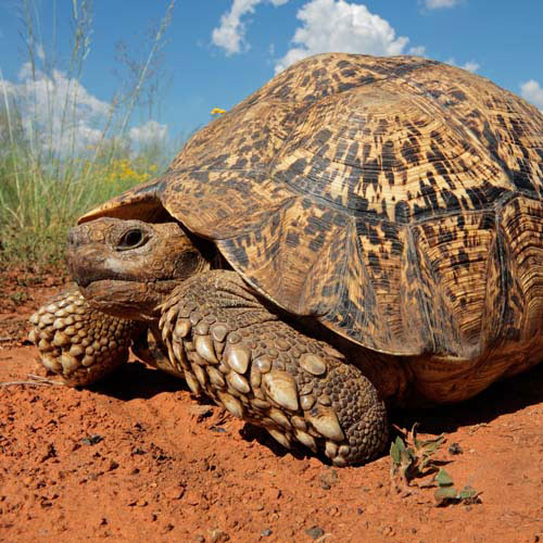Animaux answer: TORTUE