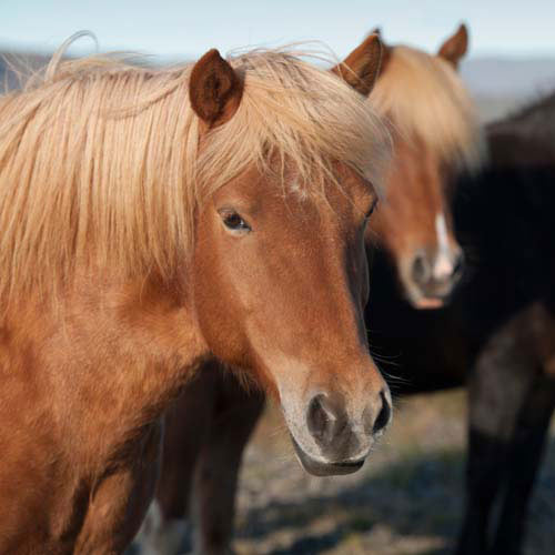 Animaux answer: CHEVAL