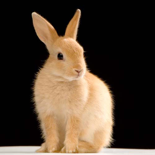 Animaux answer: LAPIN