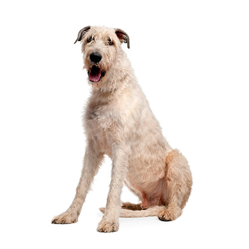 Races de chiens answer: WOLFHOUND
