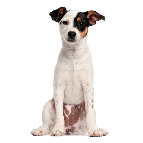 Races de chiens answer: JACK RUSSELL