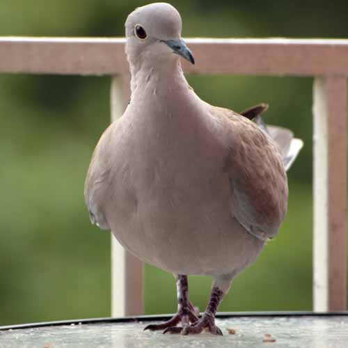 Christmas answer: TURTLE DOVE