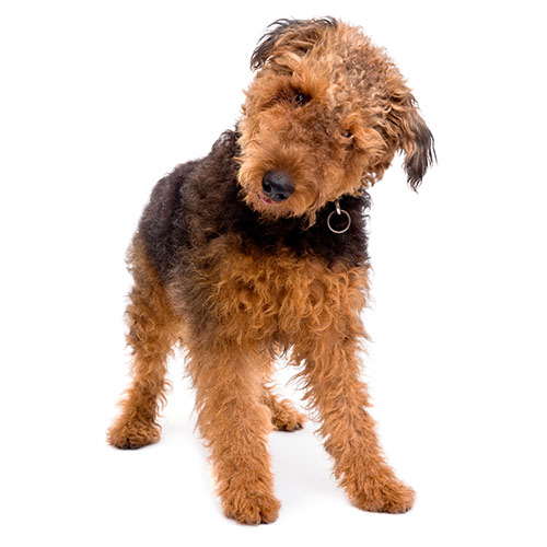 Dog Breeds answer: AIREDALE