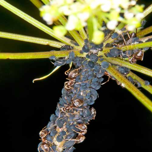 On The Farm answer: APHIDS