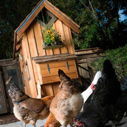 On The Farm answer: CHICKEN COOP