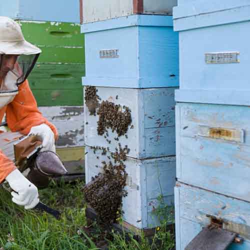On The Farm answer: HIVE