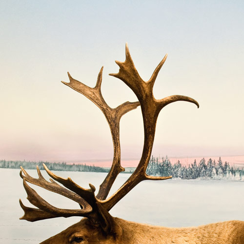 A is for... answer: ANTLERS