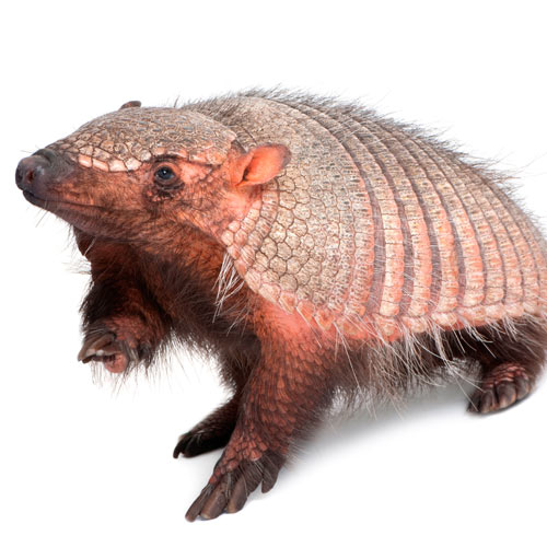 A is for... answer: ARMADILLO