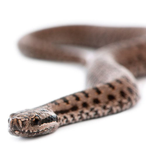 A is for... answer: ADDER