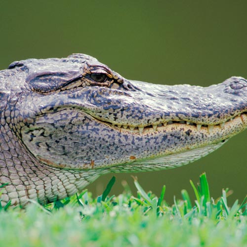 A is for... answer: ALLIGATOR