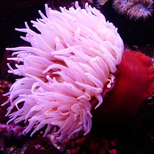 A is for... answer: ANEMONE