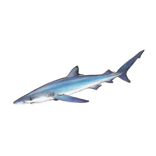 Animal Kingdom answer: BLUE SHARK