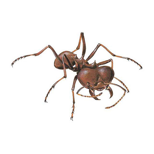 Animal Kingdom answer: LEAFCUTTER ANT