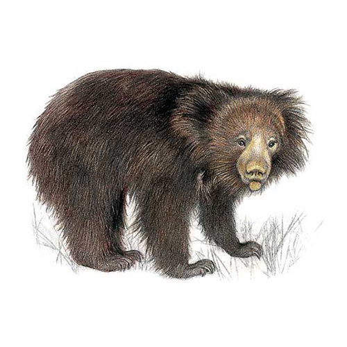 Animal Kingdom answer: SLOTH BEAR