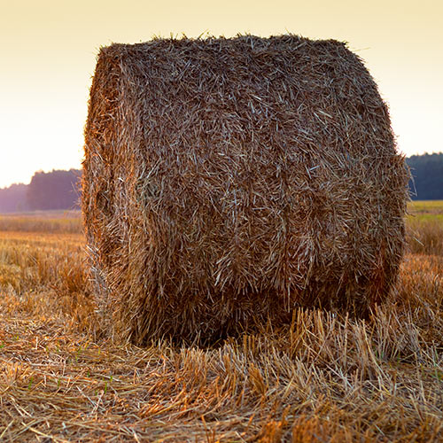 Autumn answer: BALE OF HAY