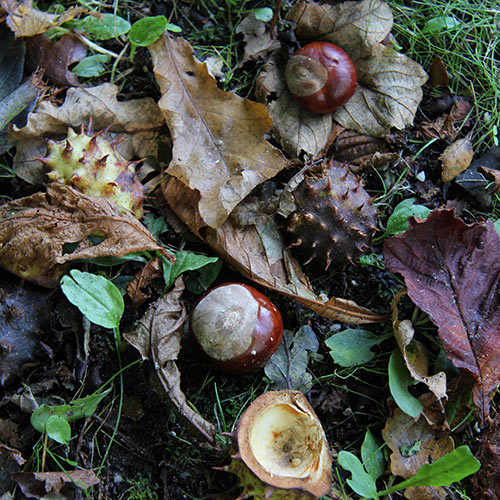 Autumn answer: CONKERS