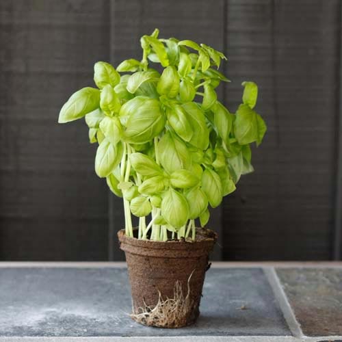 B is for... answer: BASIL