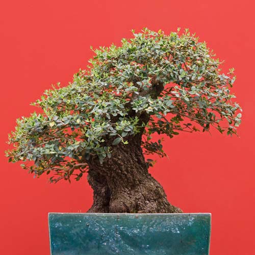 B is for... answer: BONSAI