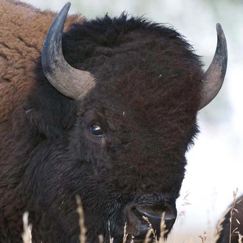 B is for... answer: BISON