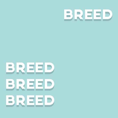 Catchphrases 3 answer: A BREED APART