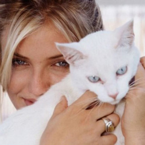 Cat Lovers answer: CAMERON DIAZ