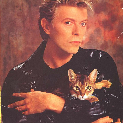 Cat Lovers answer: DAVID BOWIE