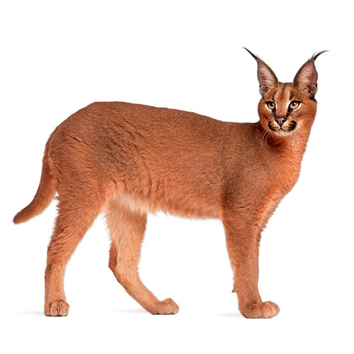 Cats answer: CARACAL