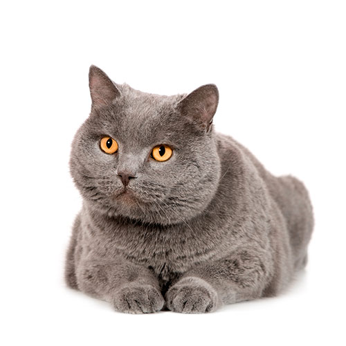 Cats answer: CHARTREUX