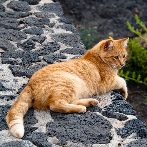 Cats answer: GINGER CAT