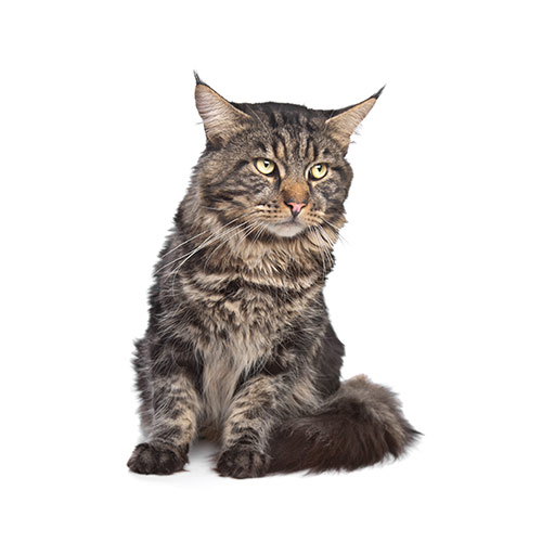 Cats answer: MAINE COON