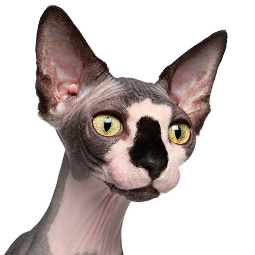 Cats answer: SPHYNX
