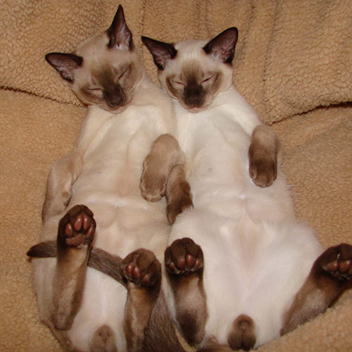 Cats answer: TONKINESE